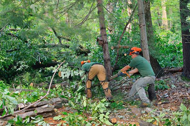 Best Tree Pruning Services  in Pleasanton, CA